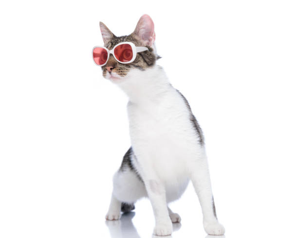 istock curious metis cat with sunglasses looking to side and standing 1852240130