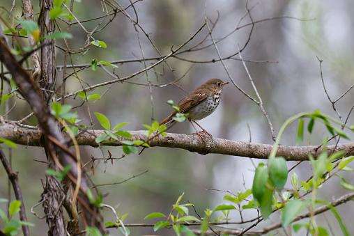 The Hermit Thrush (Catharus guttatus) is an elusive bird found in deep woods.  It moves quietly through the forest occaisionally calling with a single note.