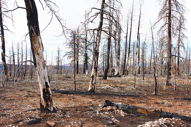 verbrannt wald im bryce canyon national park - burned tree stock-fotos und bilder