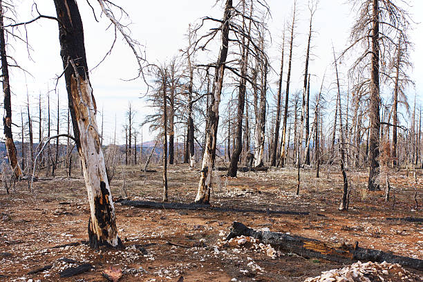 Burned forest in Bryce Canyon National Park