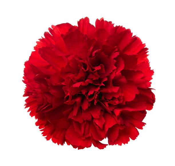Carnation. Red flower on a white background. carnation flower photos stock pictures, royalty-free photos & images
