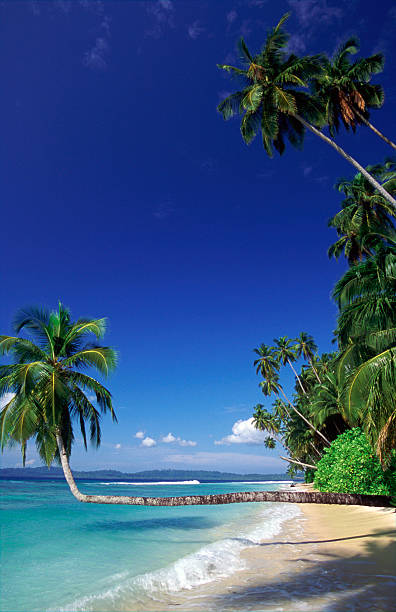 istock Indonesia, North Sumatra Province, Batu Islands, coconut palms. 185224543