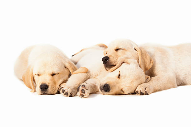 labradors dormire su sfondo bianco - puppy young animal dog labrador retriever foto e immagini stock