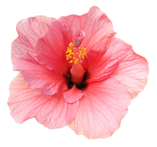 hibiscus. - deep focus stock-fotos und bilder