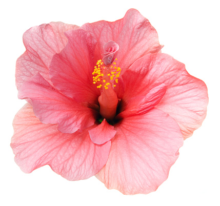 Pink flower on a white background.