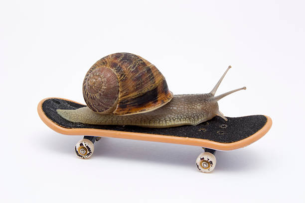 Snail on Skateboard stock photo