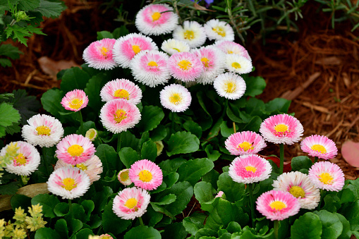 Daisy flowers with red, pink, white, yellow and bi-color colors.