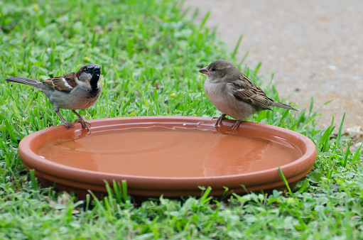 Small Birds - Male and Female English House Sparrows Drinking. This horizontal stock photo was taken outside  on a slightly overcast day ... both birds have a drop of water on their beaks as they are drinking from the bird bath.