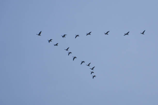 Crane group in the sky in V formation. Migratory birds on their return journey. Animal photo from nature