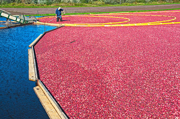 istock Man pushing harvested cranberries onto conveyor belt 185225784