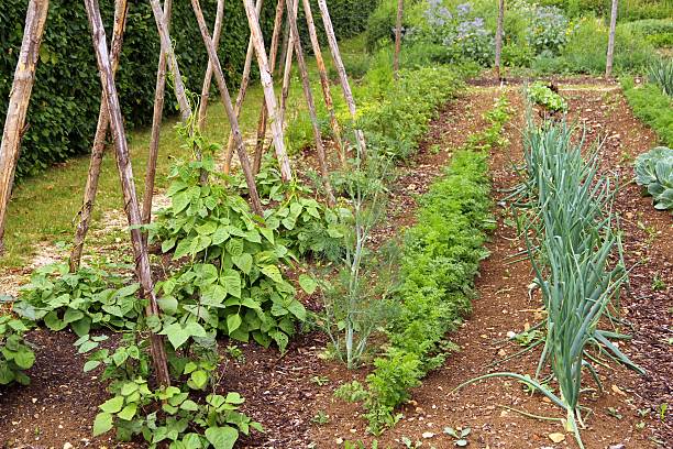 ビッグ植物園 - golden beet 写真 ストックフォトと画像