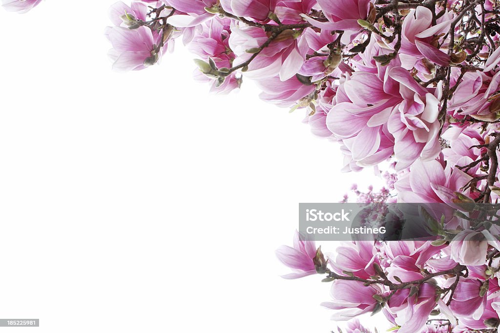 magnolia Baum Grenze - Lizenzfrei Magnolien Stock-Foto