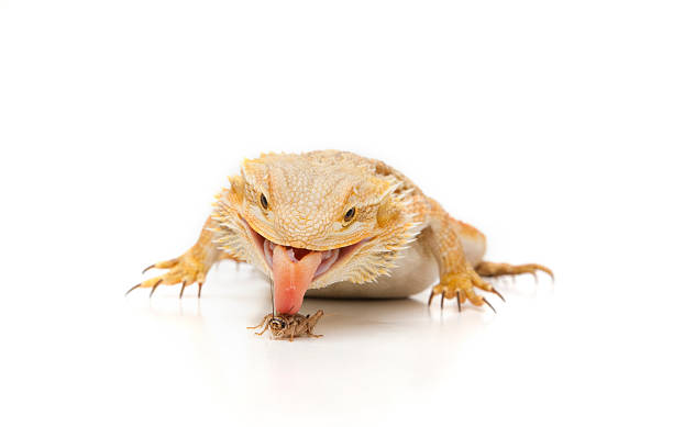 istock Bearded Dragon catching an insect with its tongue 185226140