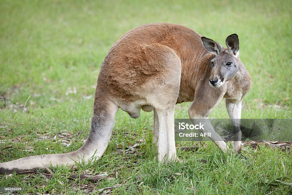 Fullgrown kangourou en vie sauvage (XXXL) - Photo de Kangourou libre de droits