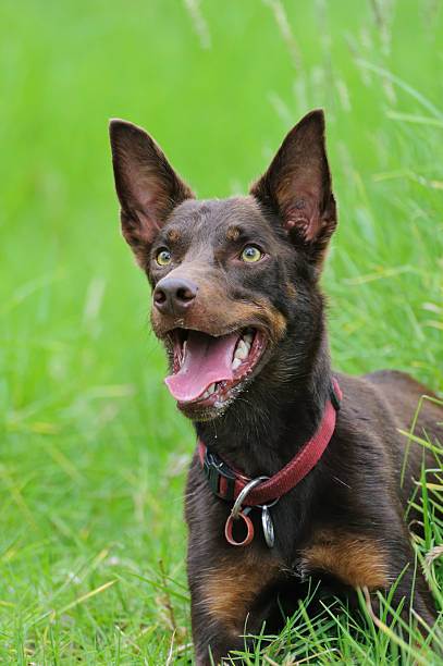 istock Australian Kelpie Dog Portrait 185226362