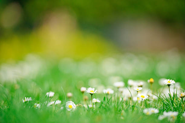 daisies in den frühling - spring flower daisy field stock-fotos und bilder