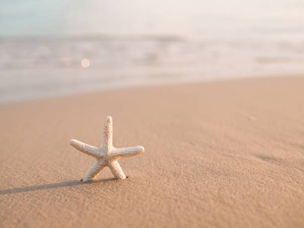 istock Starfish on the beach with sea background 1852267431