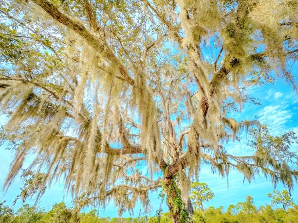 istock Florida Birding and Hiking 1852267981