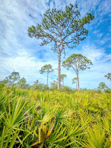 istock Florida Birding and Hiking 1852267986