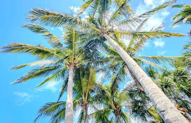istock Florida Birding and Hiking 1852267994