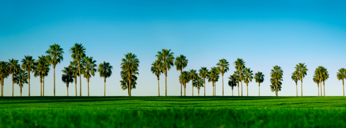 This is a large panoramic photo of palm trees in San Diego on a sunny morning.Click on the links below to view lightboxes.