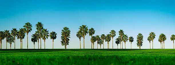 Photo of California Palm Trees