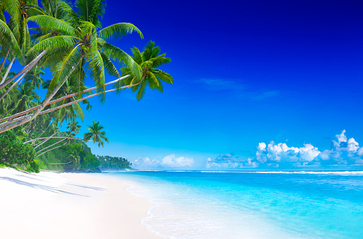 [size=12]Blue Sky, Turquoise sea and white sand, green palm trees.[/size]

[url=http://www.istockphoto.com/search/lightbox/12227559#c3f986f][img]http://goo.gl/fW1gZ[/img][/url]

[url=http://www.istockphoto.com/my_lightbox_contents.php?lightboxID=1742710][img]http://goo.gl/9gAi0[/img][/url]

[img]http://goo.gl/Ioj7f[/img]
