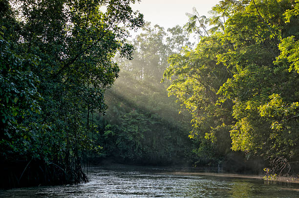 foresta amazzonica - tropical rainforest immagine foto e immagini stock