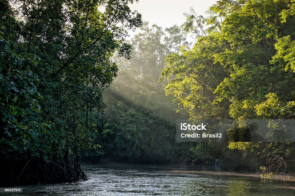 Sunlight shining through trees on river in Amazon rainforest River of the Amazon and the fog over the river and rainforest early in the morning Amazon Region Stock Photo