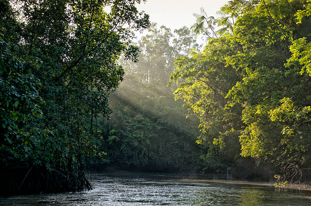 Sunlight shining through trees on river in Amazon rainforest stock photo
