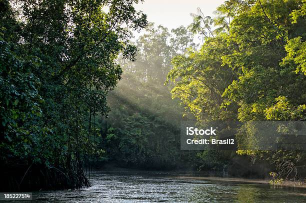 Sunlight Shining Through Trees On River In Amazon Rainforest Stock Photo - Download Image Now