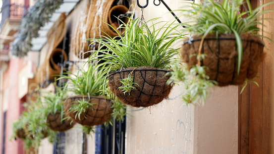 A flower in a hanging planter on the street, Sevilla, Andalucía, Spain