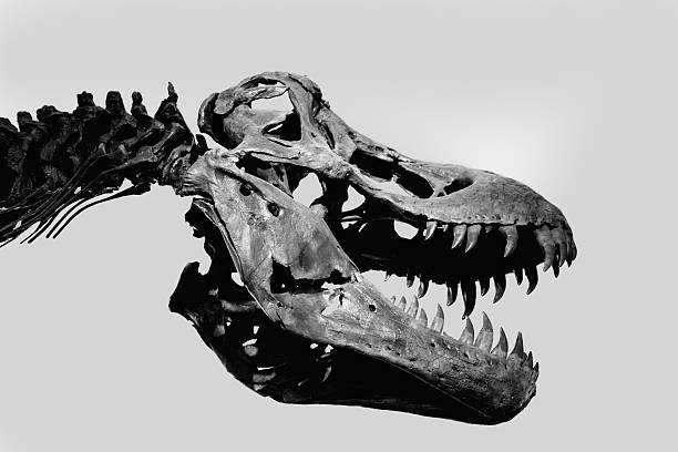 istock Tyrannosaurus rex skull 185227591