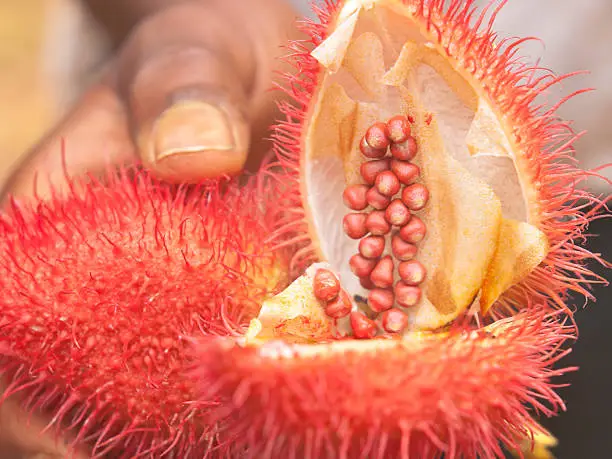 "Pod of Achiote or Lipstick plant (Bixa orellana), black hands holding a pod apart. Zanzibar"