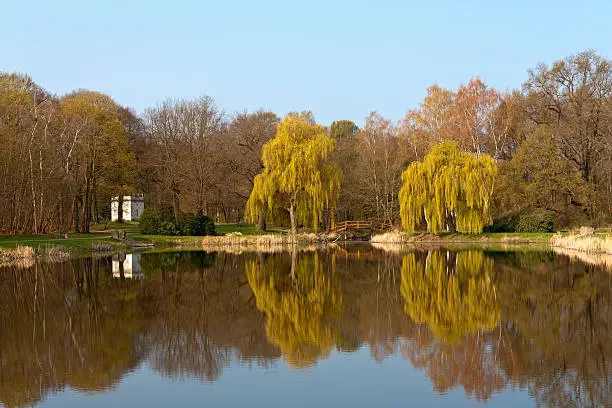 "Beautiful willow trees in springtime in the park. Fresh green leafs of a willow tree. (Was seen in Dessau, Germany.)"