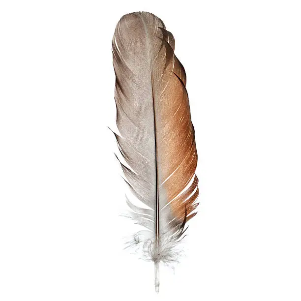 Photo of Bird feather, isolated on white - close-up
