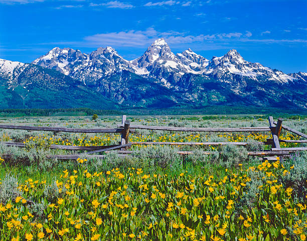 Spring in Grand Teton National Park "Balsam Root and lodge pole fence in Grand Teton National Park, WY" balsam root stock pictures, royalty-free photos & images