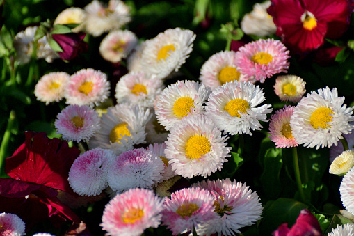 Daisy flowers with red, pink, white, yellow and bi-color colors.