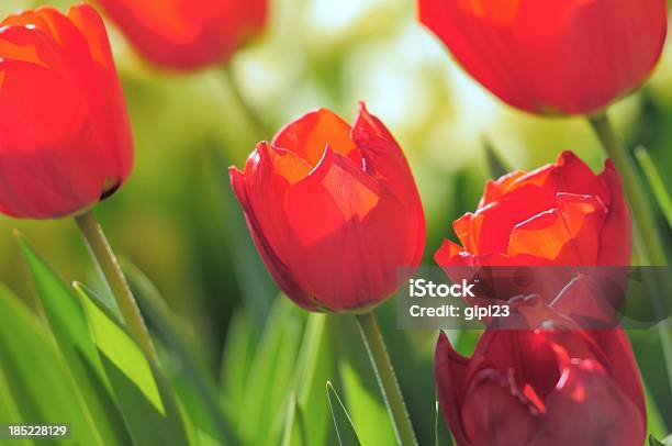 Vermelho Túlipas - Fotografias de stock e mais imagens de Aberto - Aberto, Ao Ar Livre, Beleza natural