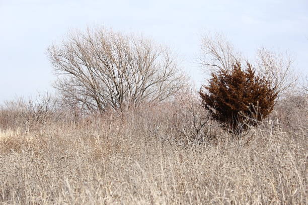 evergreen bush in Feld auf der Insel – Foto