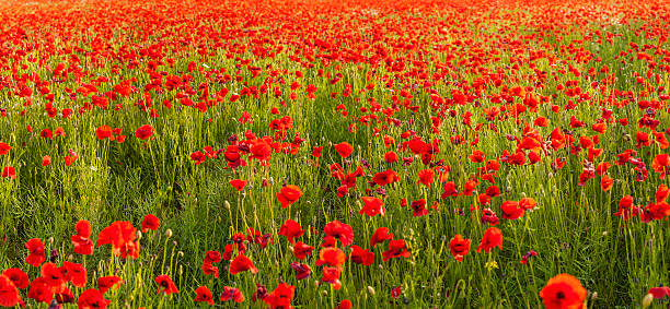 istock Poppy field tranquil summer meadow panorama 185228278