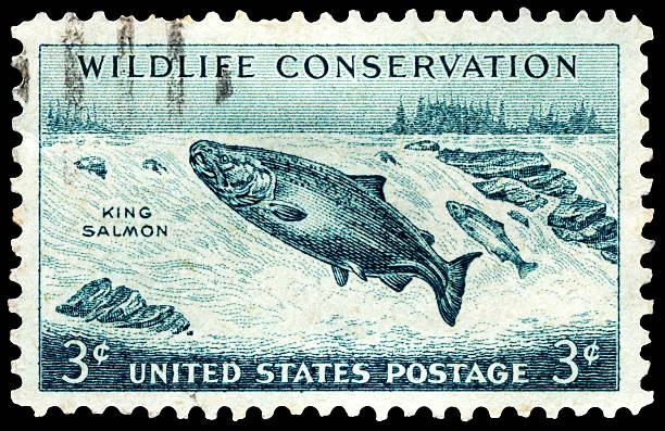 istock Chinook King Salmon Wildlife Conservation Postage Stamp 185228303