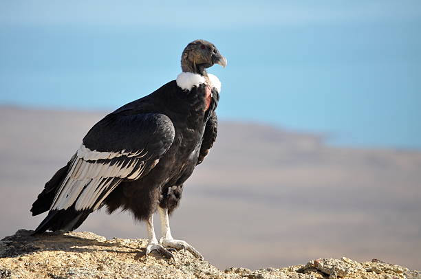 Patagonian Condor "Female condor on the terasses above lake Argentina near El Calafate, Argentina." condor stock pictures, royalty-free photos & images