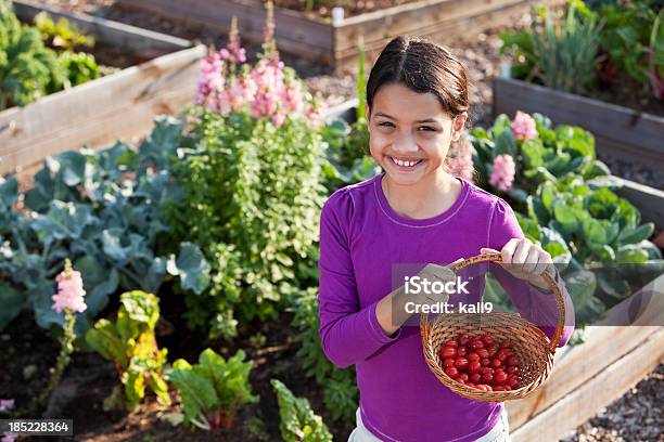 Foto de Menina Segurando Cesta De Tomate e mais fotos de stock de Tomate - Tomate, Criança, Horta
