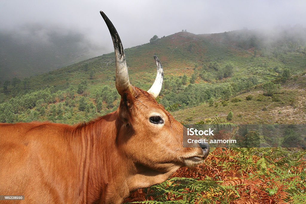 Ox retrato - Foto de stock de Animal libre de derechos