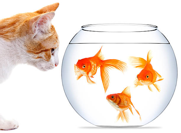 Kitten staring at three goldfish in bowl Close-up of kitten looking at three Goldfish fish tank photos stock pictures, royalty-free photos & images