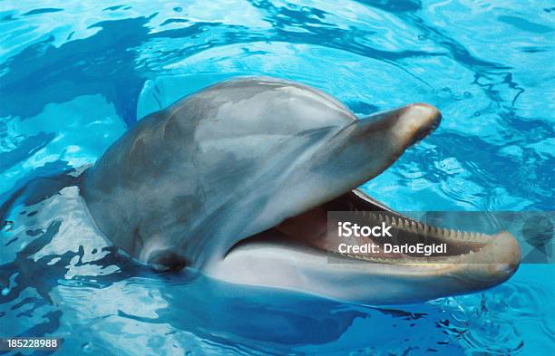 Testa Di Delfini Che Fuori Dallacqua Closeup - Fotografie stock e altre immagini di Delfino - Delfino, Acqua, Animale