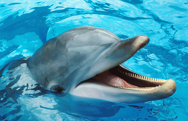 istock Dolphin's head coming out from the water, close-up 185228988