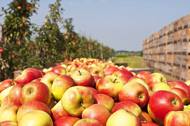 과수원 # 126 xxxl - apple orchard 뉴스 사진 이미지