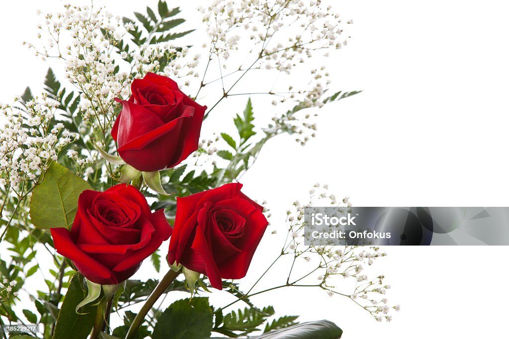 Rosas isolado no fundo branco - Foto de stock de Amor royalty-free